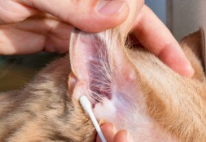 How to Treat Ear Mites in Cats: A Detailed Guide