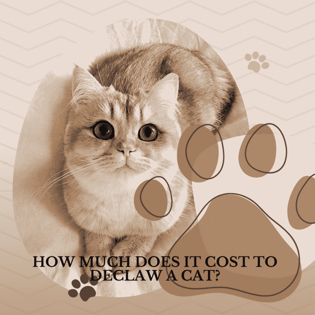 How Much Does It Cost to Declaw a Cat?