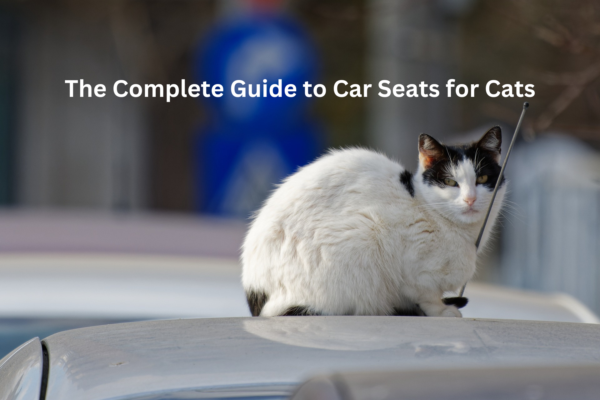 Car Seats for Cats