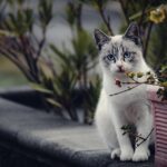 Keep Cats Away from Plants