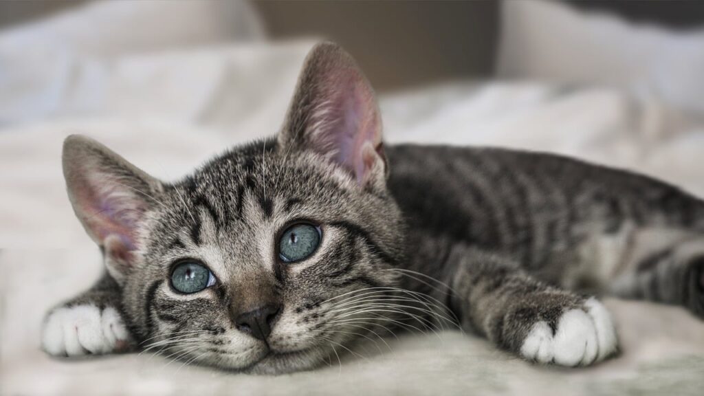 How to Treat Ear Mites in Cats:  A Detailed Guide
