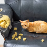 How to Stop a Cat from Scratching Furniture: A Detailed Guide