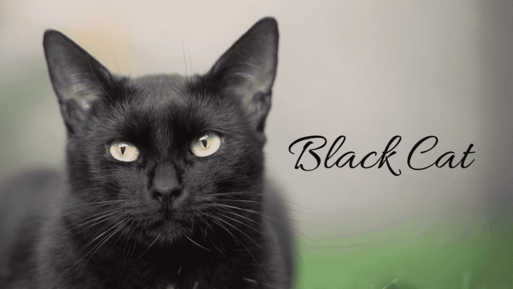 Black Cat