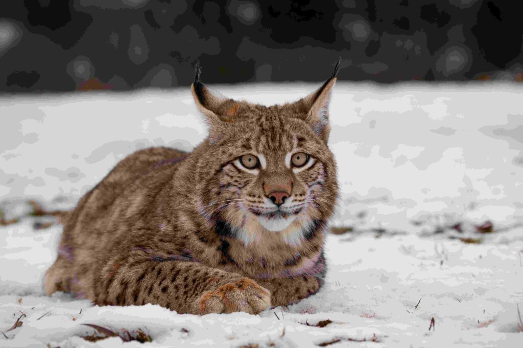 Lynx Point Siamese
