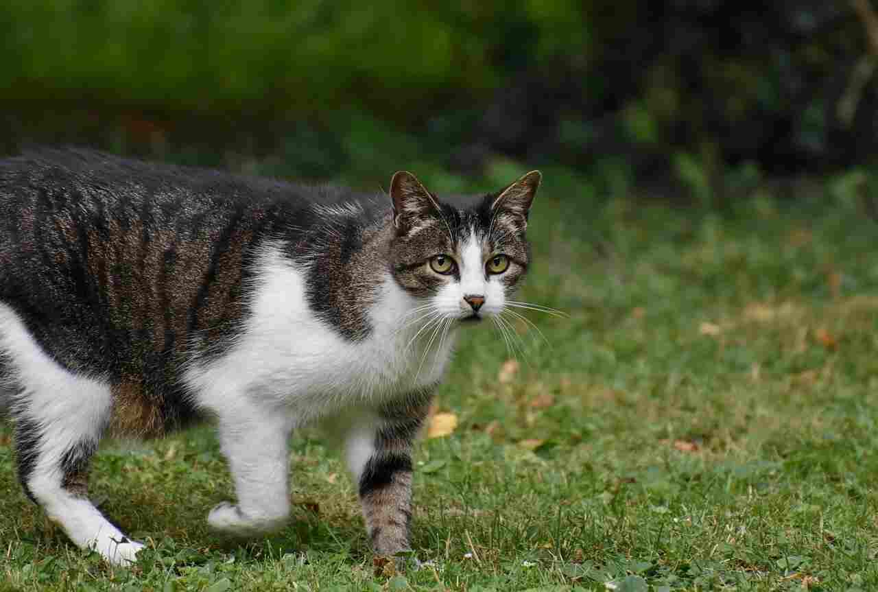 Bread Cat: The Viral Phenomenon Explained