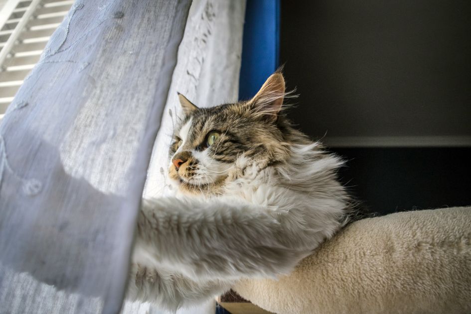 Maine Coon Cat