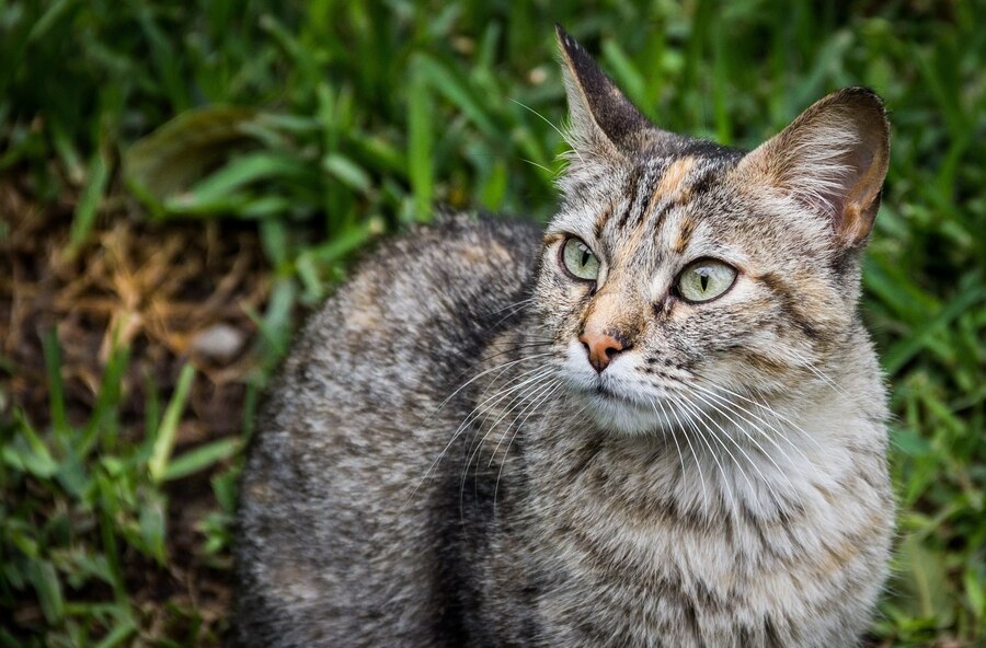 Grey tabby cat