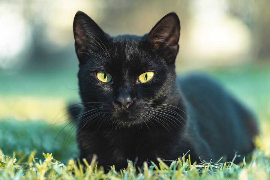 Cultural Significance, and Representation of a Black Cat