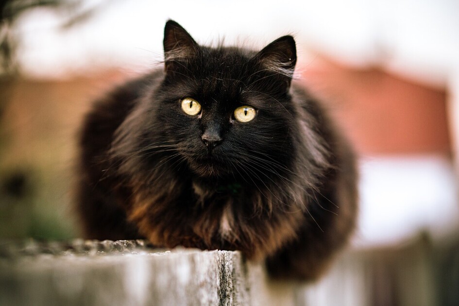 Bombay Cat