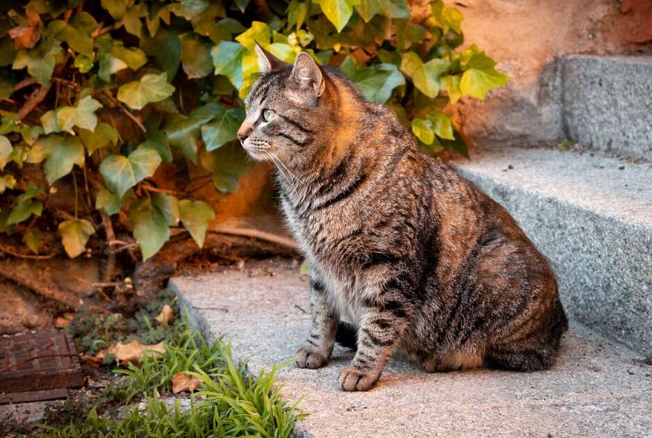 Bombay Cat