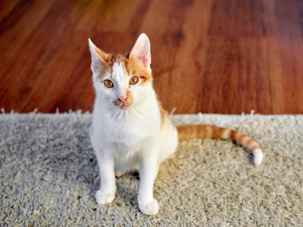 calico tabby cat