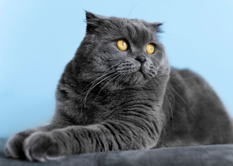 Russian Blue Cat