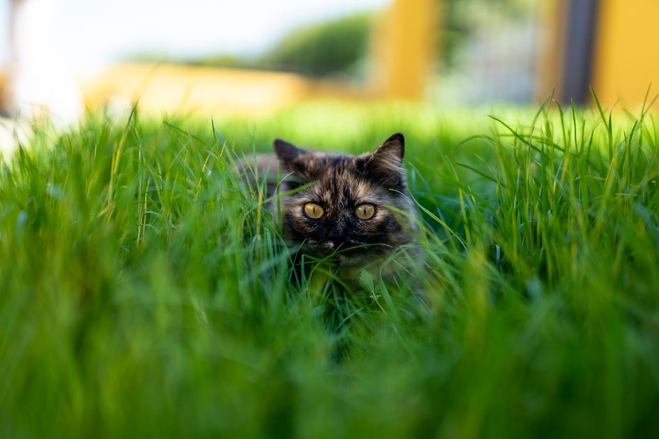 Cat Grass