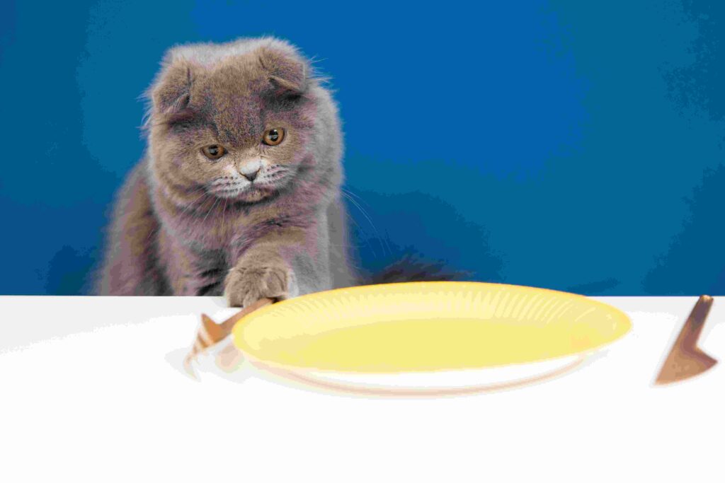 Can Cats Eat Cheese