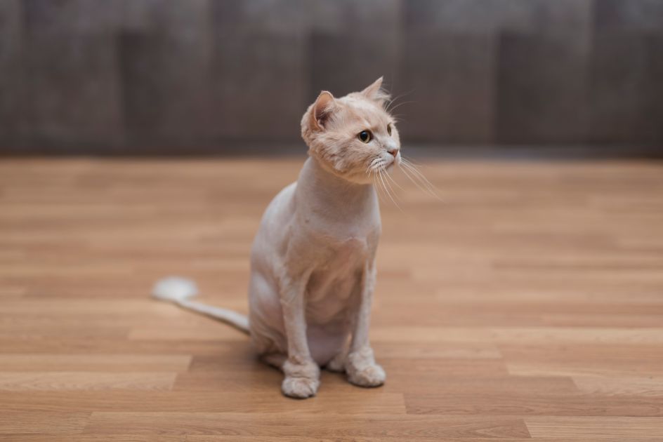 domestic shorthair cat