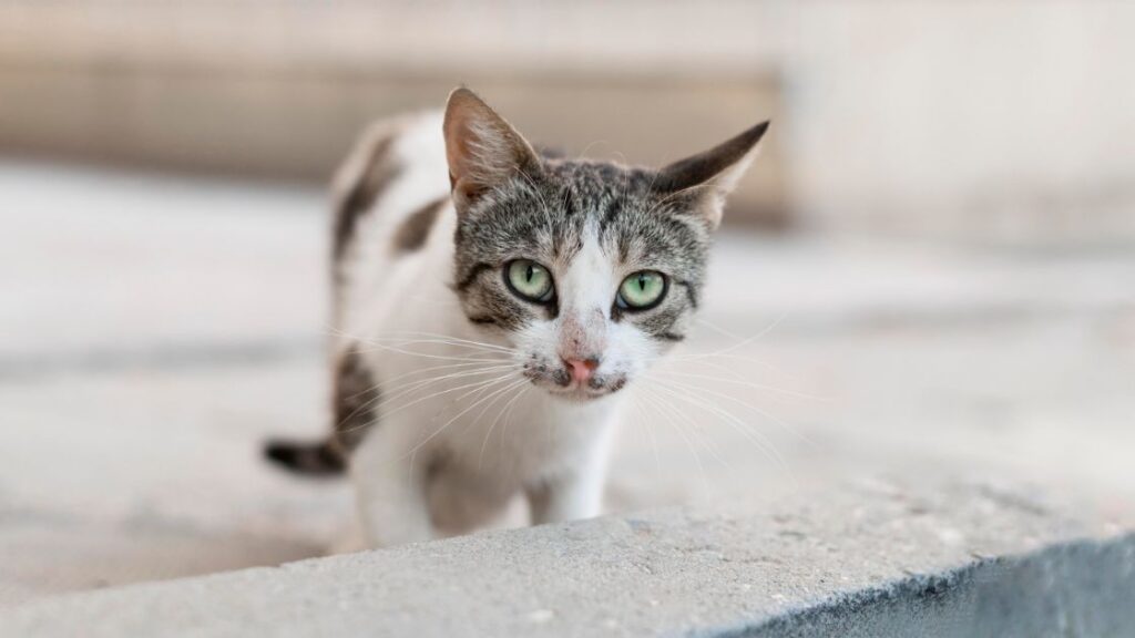 Snowshoe Cat