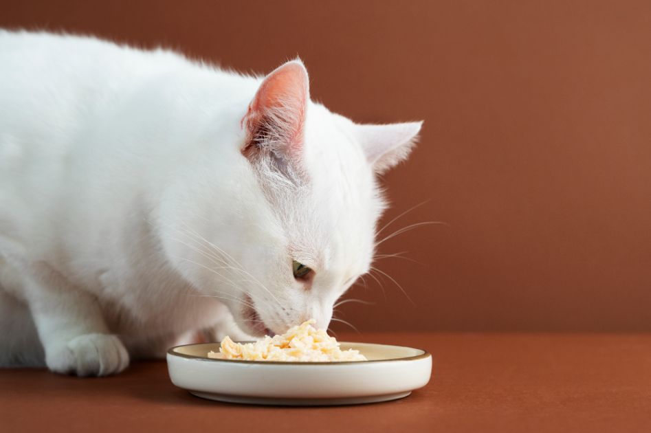 Can Cats Eat Bread