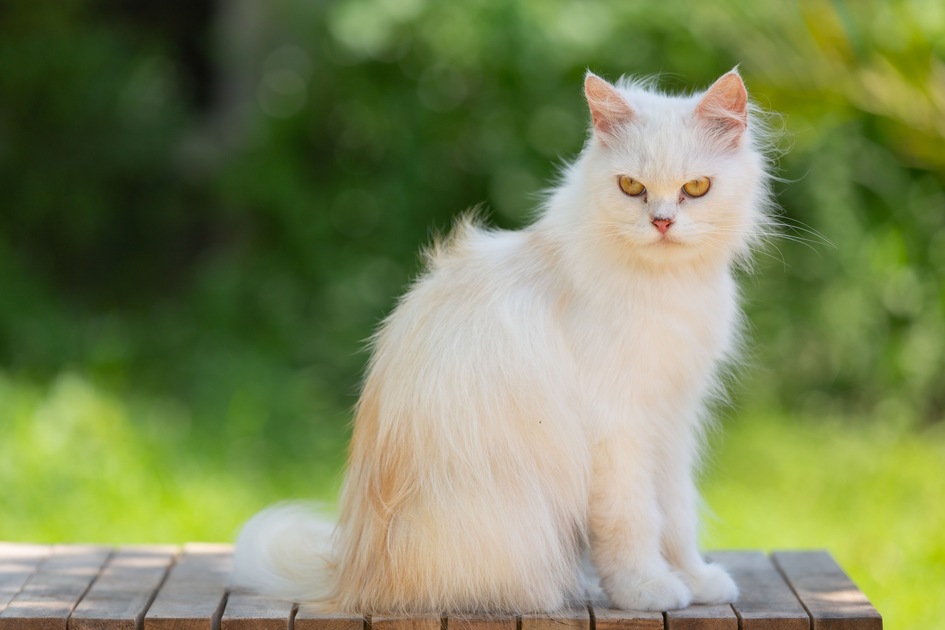 birman cat
Birman Cat