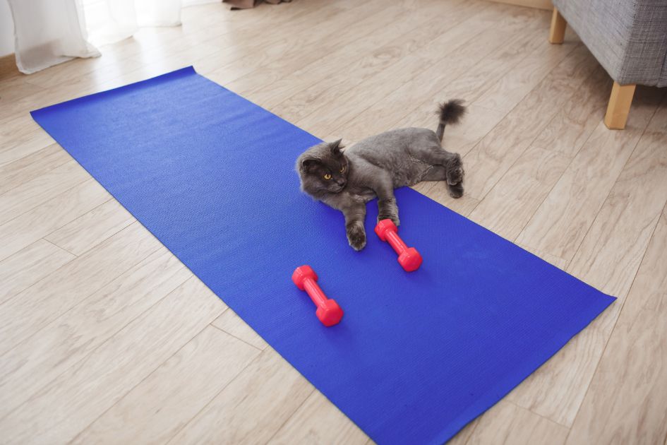 Blue Maine Coon Cat