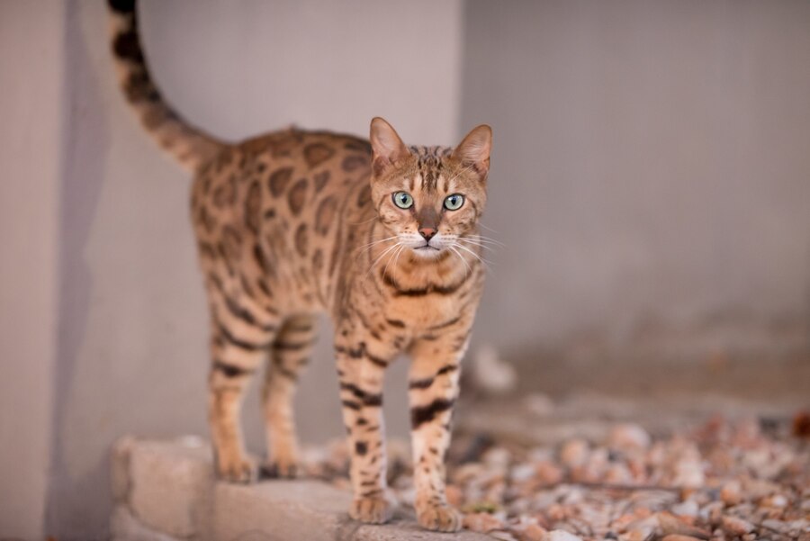 torbie cat