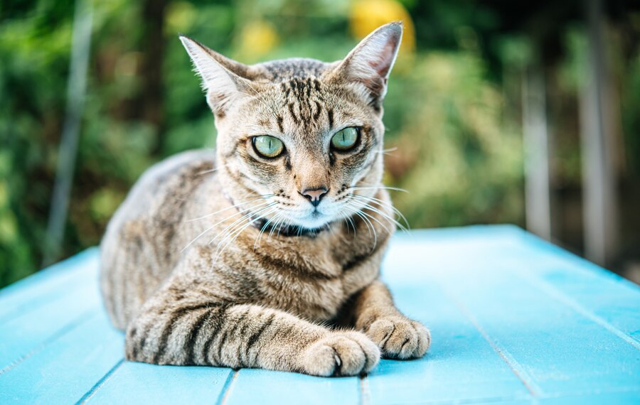 torbie cat