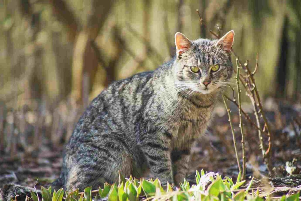 German Rex Cat