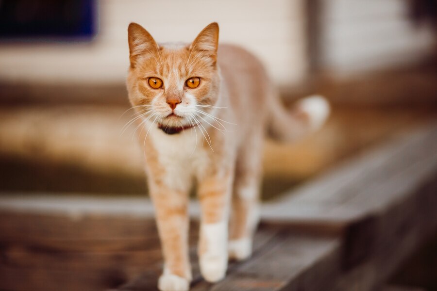 Ginger Cats