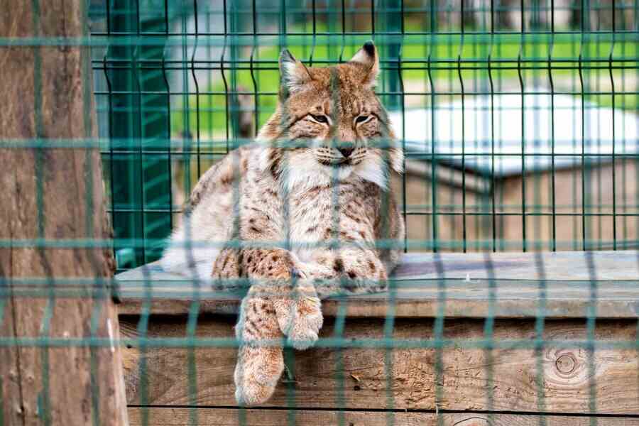 big cat cage