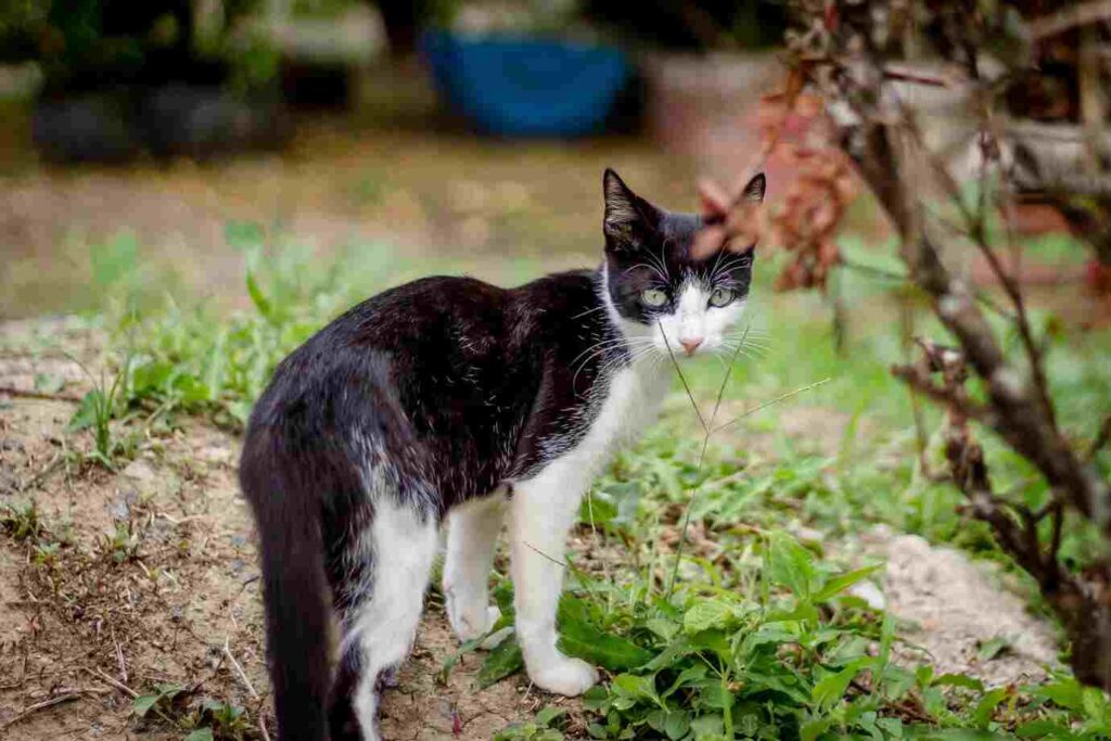 German Rex Cat