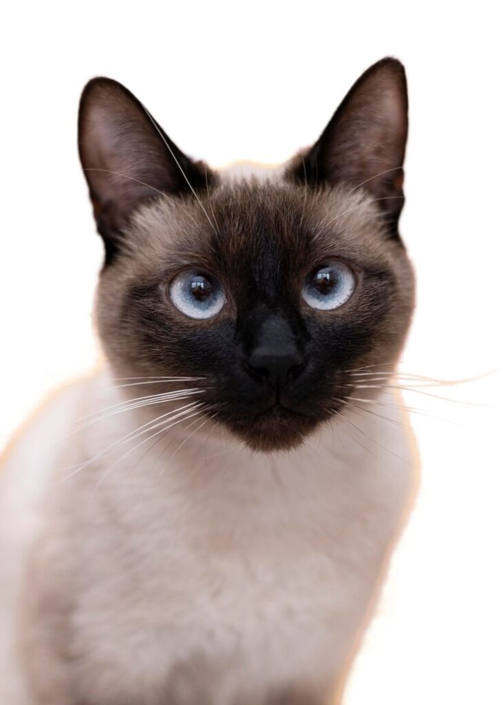 seal point siamese