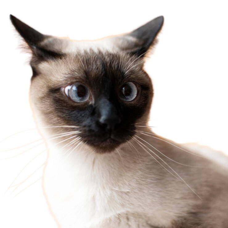 seal point siamese