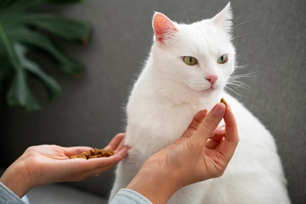 Give a Cat a Pill