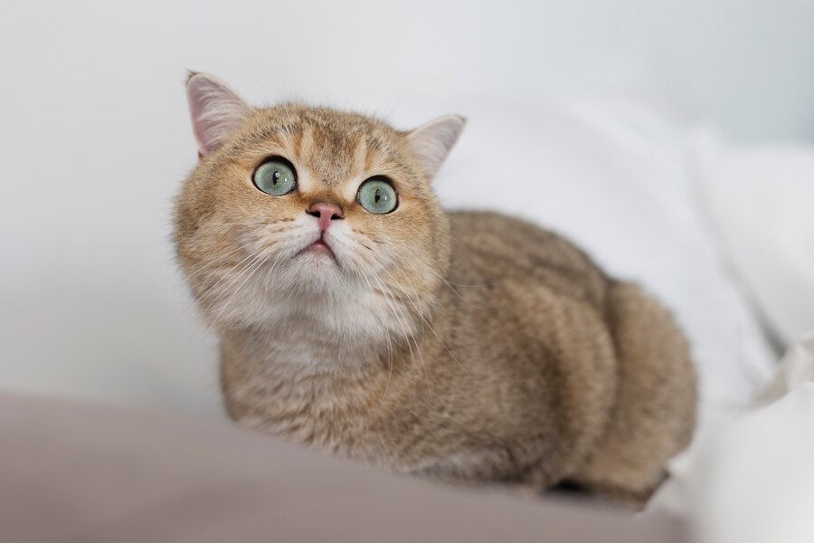 brown ragdoll cat