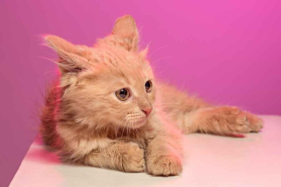 curly haired cat