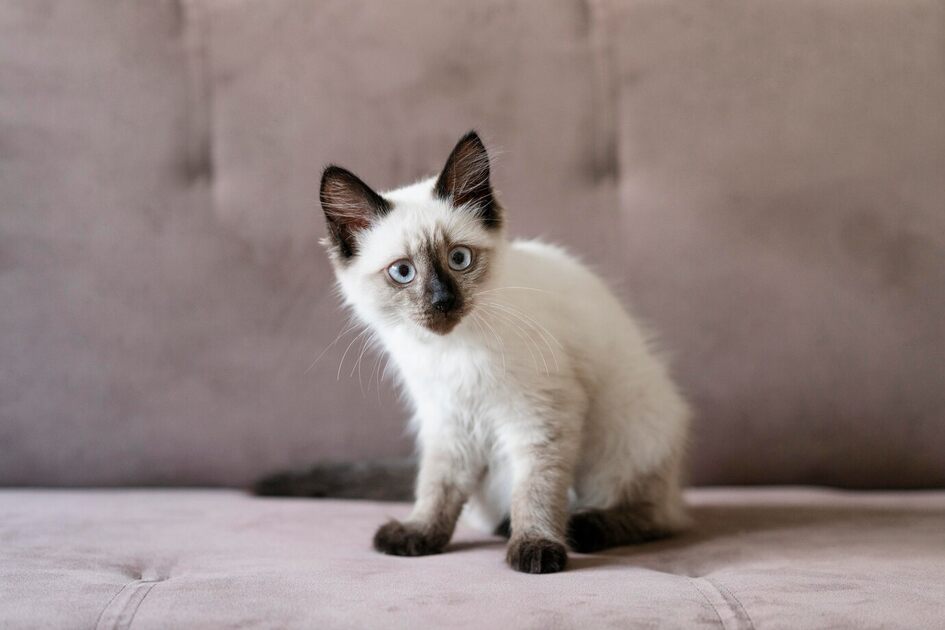 seal point siamese