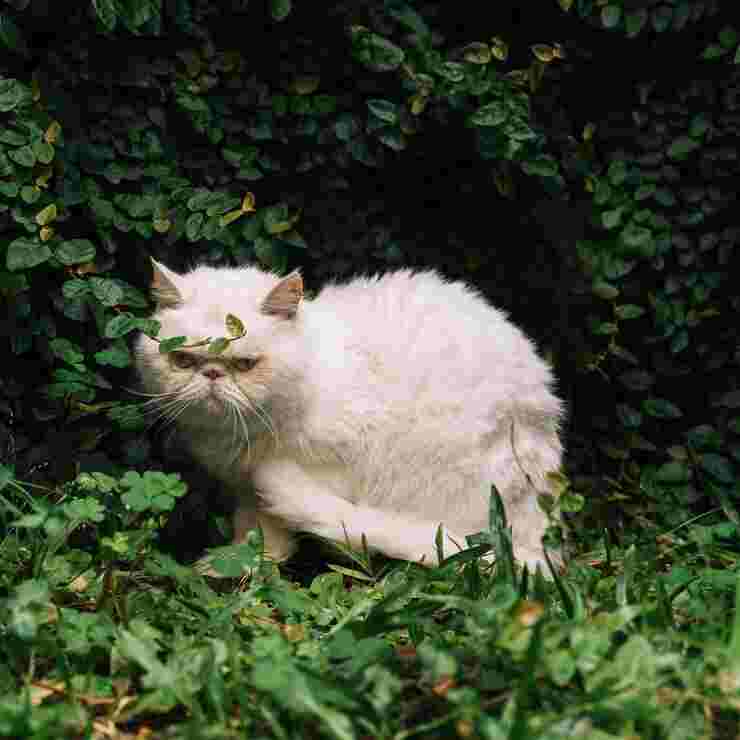 curly haired cat