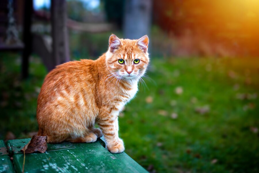 orange tabby cat