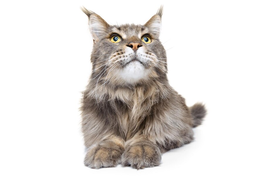 european maine coon