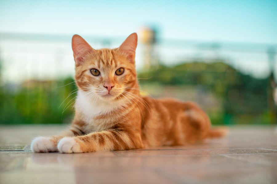 orange tabby cat