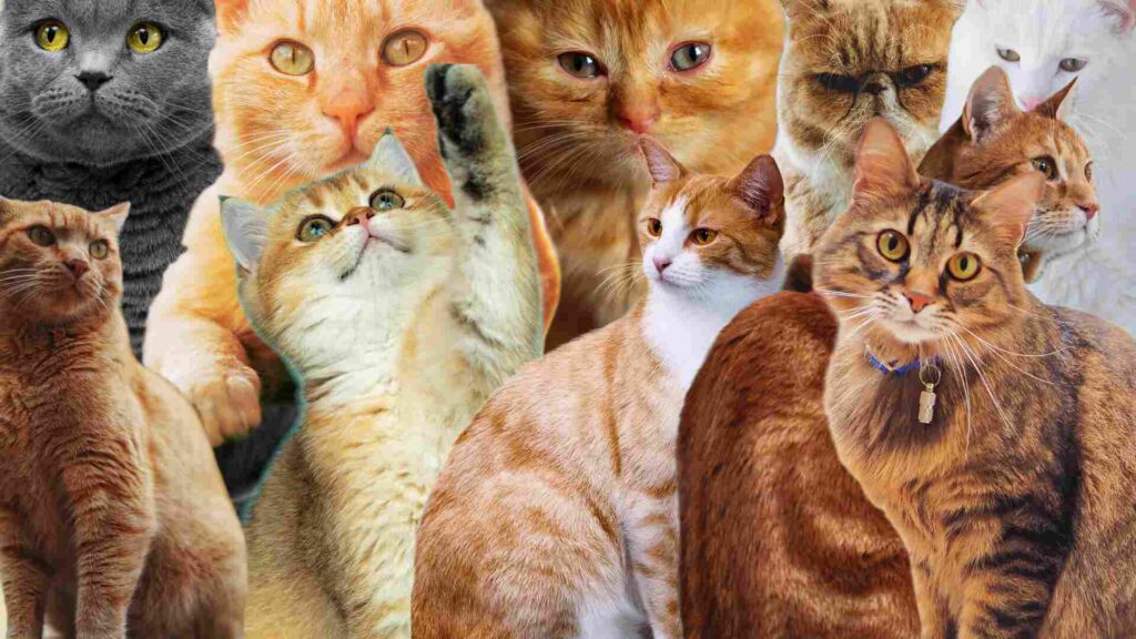 Purrfect Cat Names
Top Cat Titles
Feline Name Picks
Ultimate Cat Names
Prime Paws Picks