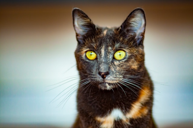 Fluffy tortoiseshell kitten with orange and black fur"
"Sweet tortie cat lying down, looking at camera"