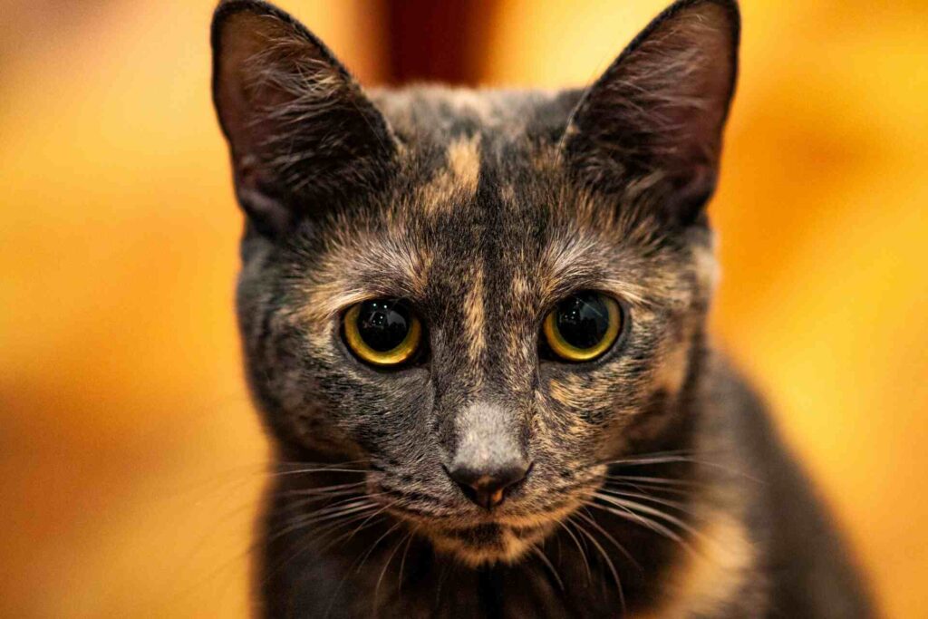 Beautiful tortoiseshell cat sitting"
"Playful tortie cat with unique fur patterns"
"Close-up of a tortie cat’s colorful fur"
"Cute tortoiseshell kitten with striking colors"
"Tortie cat relaxing on a sunny windowsill"