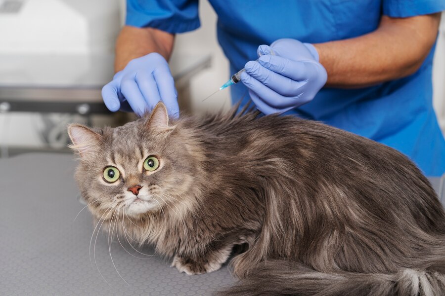 Neosporin for Cats