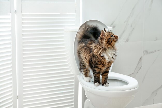 How Long Can a Cat Hold Its Urine? 