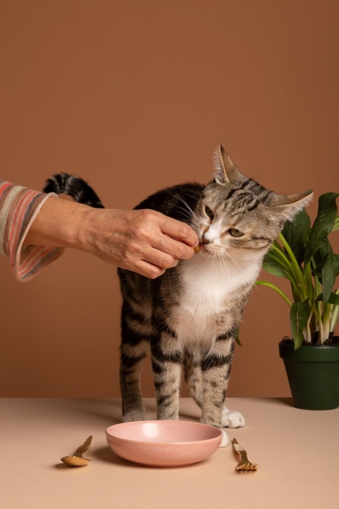 Best Cat Water Bowl