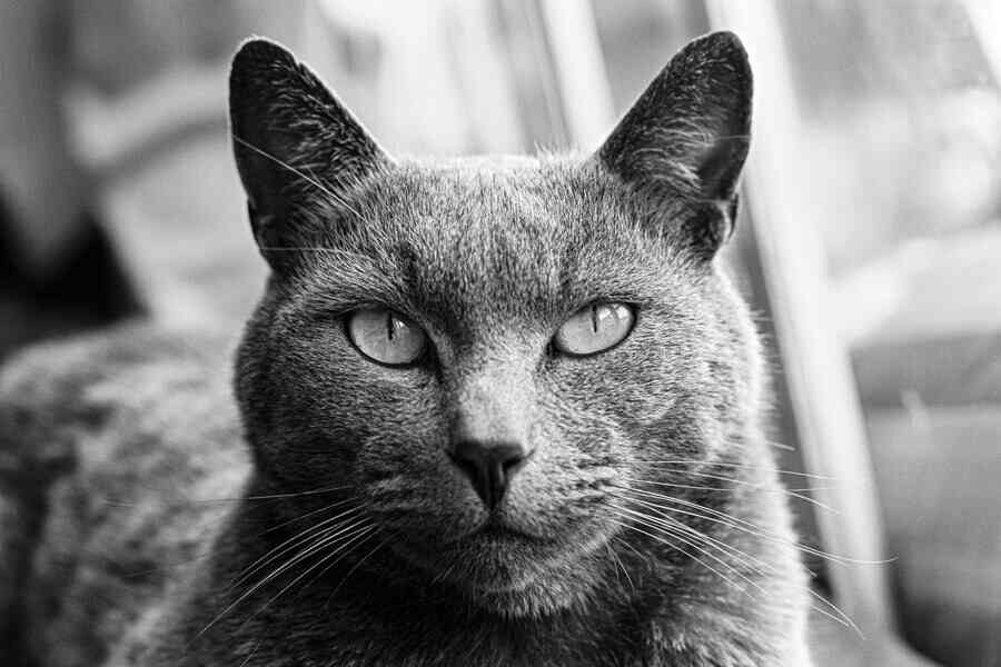 Russian Blue Cat 