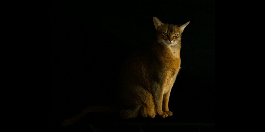 Abyssinian cat