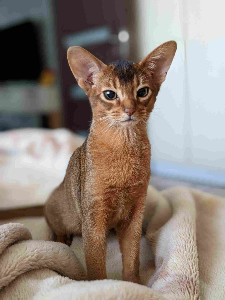 Abyssinian cat all information