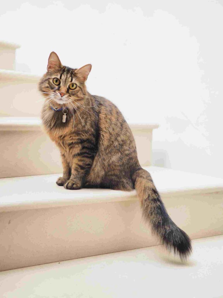 The cat is sitting on the shelves, looking, with its long tail hanging down from the shelves.