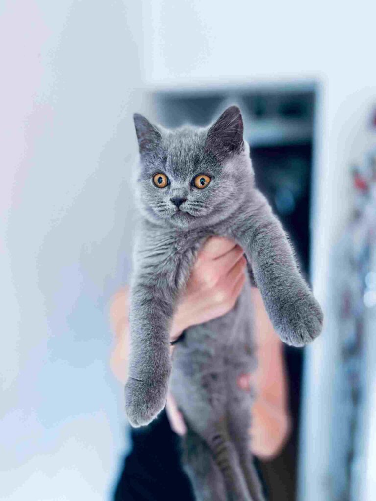 Grey cat being gently held in hands, with a calm and content expression.